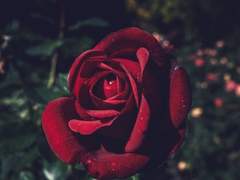 알파 오메가 외전 3