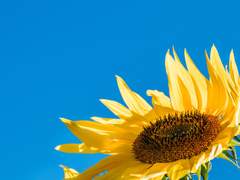 [대협백호]해바라기