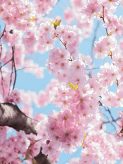 러브 하트 하우스 