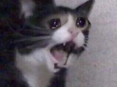 판사님 저는 아무것도 모릅니다 01