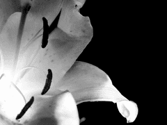 소년이 어떠한 생명에게