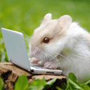 킹갓제너럴큐티섹시햄쨩