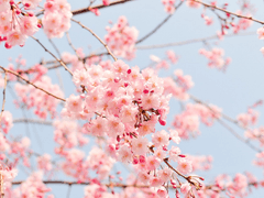 백일홍 :: 프로필