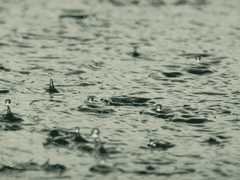 사쿠라자와 마린 :: 프로필