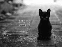 [센루/대협태웅] 전생에서부터 이어진 고양이입니다만 02