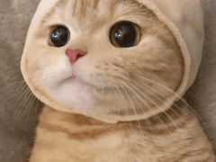 감누니의 아빠는 누구인가 Prologue