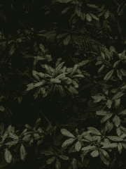 ℝ𝔼𝕍𝕀𝔼𝕎 ℝ𝔼ℂ