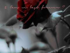 [채꿍] 장미, 월담하다(二)