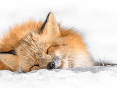 커뮤 캐릭터 정산