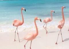 설레는 일, 여름에도 없습니다.