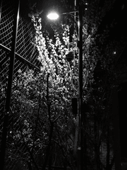 자캐 설정 모음집