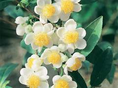 [쿠키런/허브말차] 소원이야기