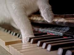 [유진래빈] 고양이 왈츠