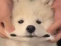 개와 고양이의 상관관계 +