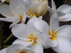 Plumeria 上