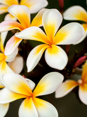 Plumeria