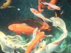 낙원의 밤은 짙어져가고.