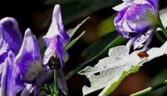 明日海ひな | XX | 26