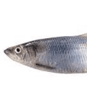 통조림 촴치 / 청어