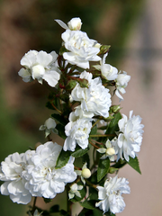 [귀백] 꽃망울 터지는 소리