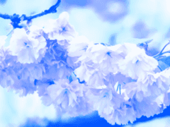 [시로가네 샤샤/ 백여우/XX]