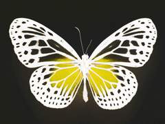 (우성명헌) 추락하는 비르투오소 [A]