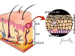 [안이비인후피부과] 미용침 이해하기