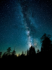 Tree of Imagination & Worlds of Starry