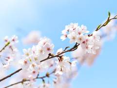 [사쿠히나] Cherry blossom TYPE. Orange