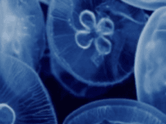 νεκρός βίος