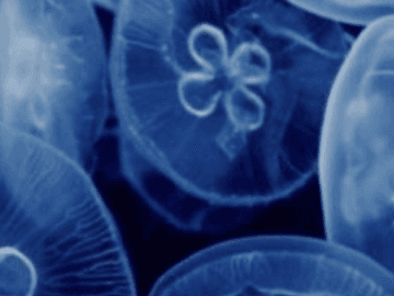 νεκρός βίος