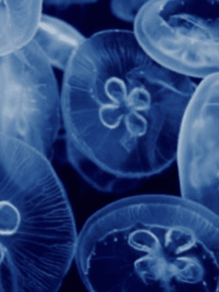 ἀναπολόγητος βίος