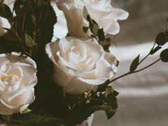 𝐖𝐡𝐢𝐭𝐞 𝐑𝐨𝐬𝐞 𝐈