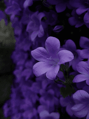 리메이크 챌린지