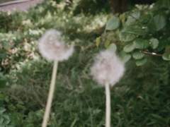 도시 속 민들레