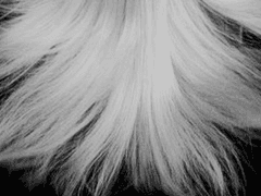 장산의 호랑이렸다.