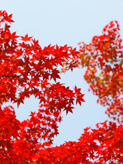 스텔레 오른쪽 연성