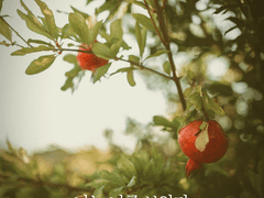 (5)동경인가 동정인가