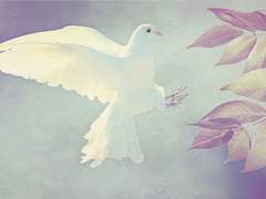 흰 여명이 밝아올 때