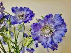 [루카트레] 사랑의 방식