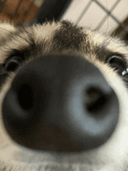 삼수보다 무서운 건 대한민국 센티넬