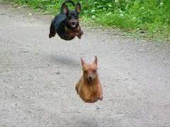 애니멀 피라미드 붕괴 사건 5