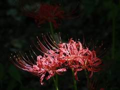 죽음, 환생, 잃어버린 기억