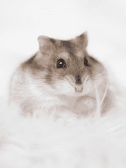 두근두근! 햄냥이 공략기