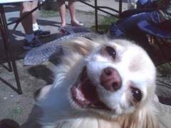 글 커미션 공지