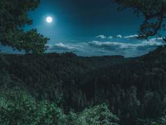 신이 창조했던 것과 크게 다르지 않은 창조