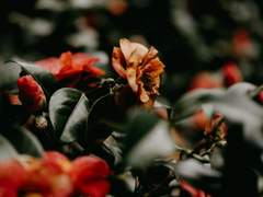 동백이 지지 않으니