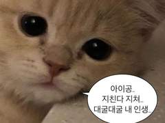 보석 하숙집 talk