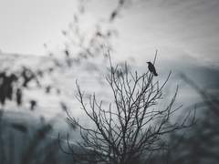 轅門의 머리, 酆都獄에 날아드니