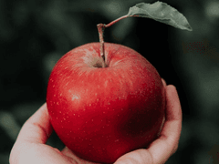 사과가썩었어요